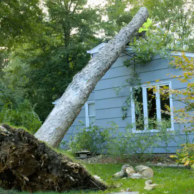 tree fell on a duluth house needing storm damage repair