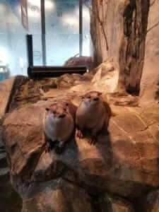 Two curious otters sitting on a rock at the Great Lakes Aquarium, showcasing the aquarium's focus on aquatic wildlife and family-friendly exhibits.